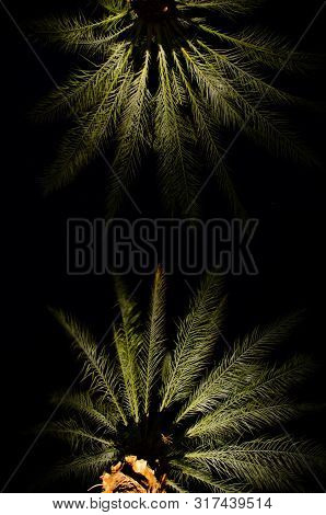 Night View Of Two Palm Trees.  Looking Up At Lighted Palm Trees From Underneath.  Palm Tree With Bla