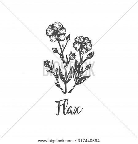 Flax Hand Drawn Outline Vector Illustration. Vintage Floral Sketch Botanical Handdrawn Design Linen 