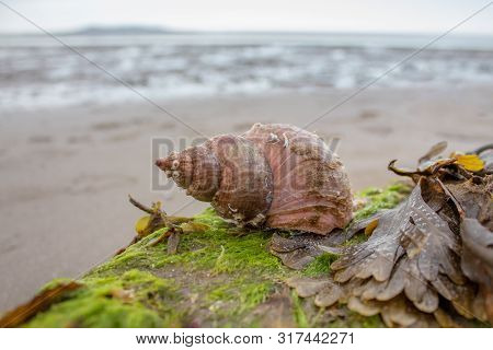 Sea Snail Shell On A Rock On A Beach