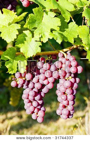grapevine in vineyard (gewurztraminer), Alsace, France