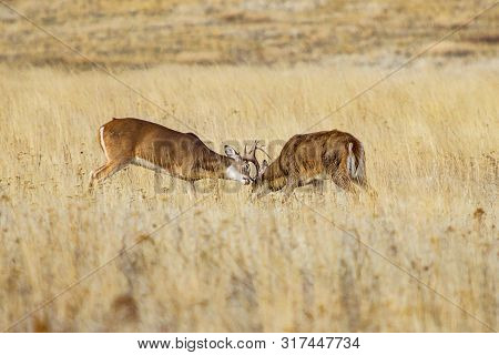 White Tailed Deer Bucks Fighting In Brown Fall Feild In The Rut