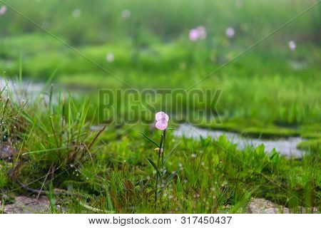 Flower Fragile Mountain In Bolaven Plateau At Laos