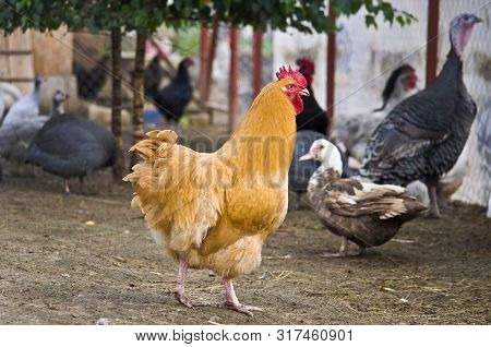 Photo Of A Fiery Red Rooster Breed Orpington Fawn Walking In Yard Bird.