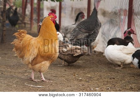 Photo Of A Fiery Red Rooster Breed Orpington Fawn Walking In Yard Bird.