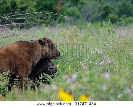 Bison Calf In The Prairie With Its Mother.