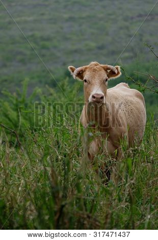 Light Colored Cow Standing In Tall Grasses