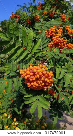 Very Beautiful Red Rowanberry,berries Rowan In Summer, Mountain Ash On The Tree In Summer With Branc