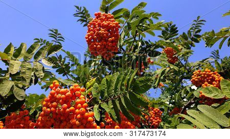 Very Beautiful Red Rowanberry,berries Rowan In Summer, Mountain Ash On The Tree In Summer With Branc