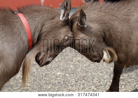 Two Young Goats Roaming Heads Or Playing