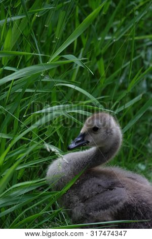 Baby Goose In Long Grass Without Mother