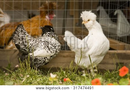 Photo Of A Chicken Breed Pavlovskie Serebristiye Walking Across The Yard.