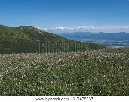 View On Valley Of Liptov Valley From Hiking Trail On Meadow With Blooming Pink Plantago Flowers, Wes