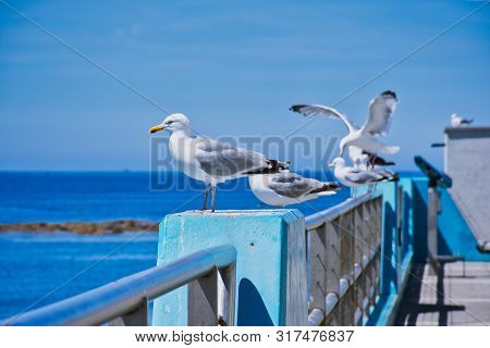 Five Seagulls Sitting On A Fence At The Harbor Of Guilvinec, France With The Atlantic In The Backgro