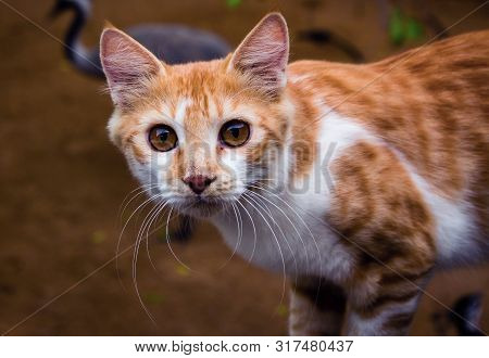 Closeup Shot Of Asian Cat