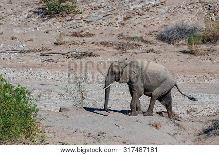 One Adult Desert Elephant -loxodonta Africana- Browsing Along The Honaib River In North-western Nami