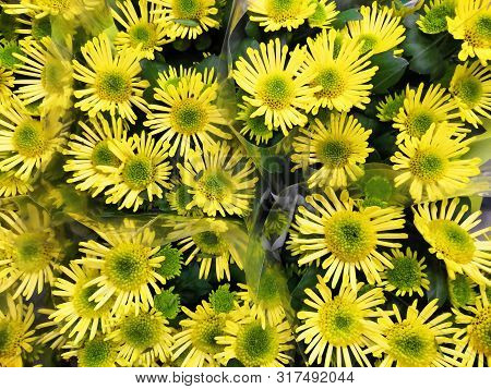 Yellow Daisy Little Bloom In Morning With Green Leaf Top View Background, Chrysanthemum Coronarium L