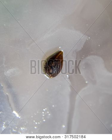 Leech On The Glass. Bloodsucking Animal. Subclass Of Ringworms From The Belt-type Class. Hirudothera