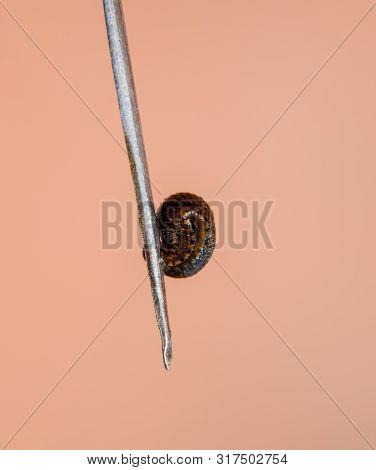 Leech On The Tweezers. Bloodsucking Animal. Subclass Of Ringworms From The Belt-type Class. Hirudoth