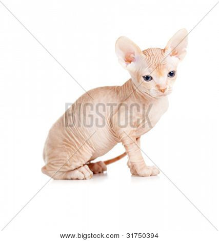 Sjove hairless sphynx killing isoleret