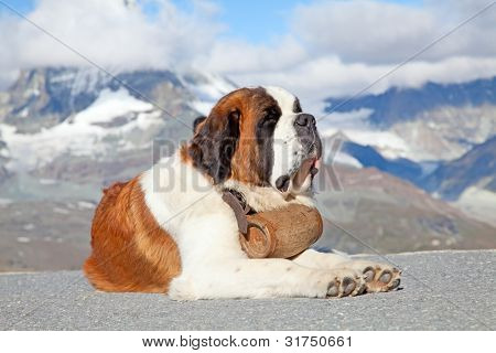 St. Bernard hund med keg klar til redningsaktion