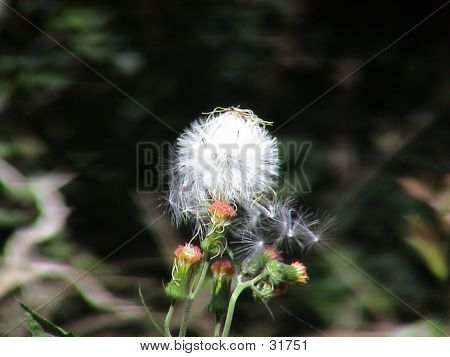 Dandelion_2