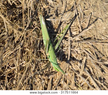 Green Locust, Wing Insect. Pest Of Agricultural Crops. Locusts On The Grass