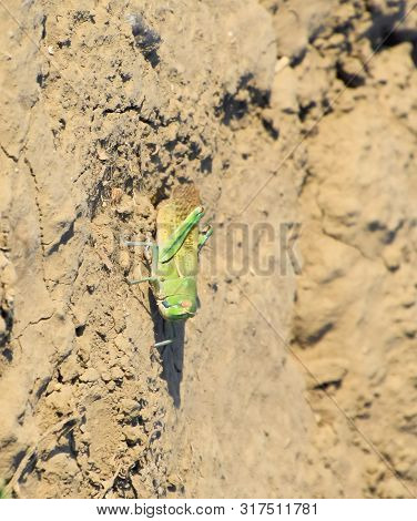 Green Locust, Wing Insect. Pest Of Agricultural Crops. Locusts On Bare Soil