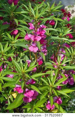 Balsamine Flower Blooms In The Summer Garden