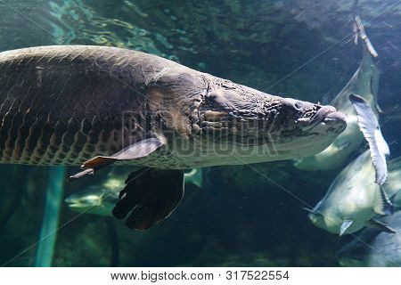 Head Of Arapaima (arapaima Gigas), Also Known As The Pirarucu In Their Habitat Close Up