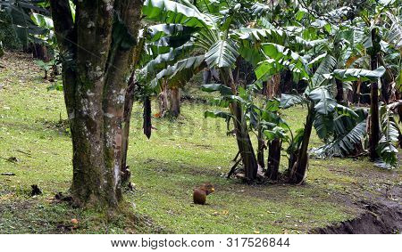 Capibara On A Banana Plantation In Monteverde. Costa Rica.