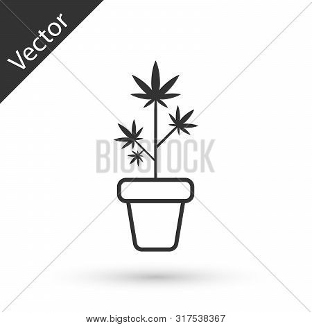 Grey Medical Marijuana Or Cannabis Plant In Pot Icon Isolated On White Background. Marijuana Growing