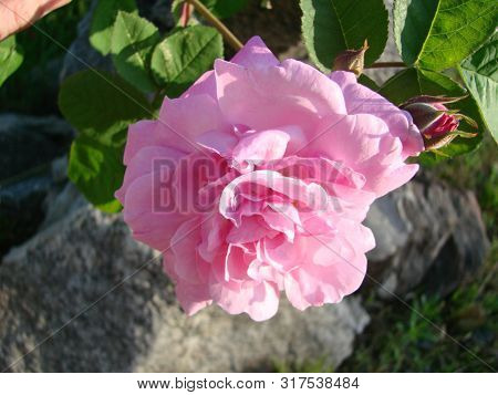 Teahouse Roses. Beautiful Flowers Of Teahouse Roses In A Garden Bed