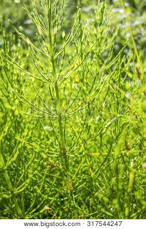 Picture Of A Sunny Illuminated Horsetail Plant Detail