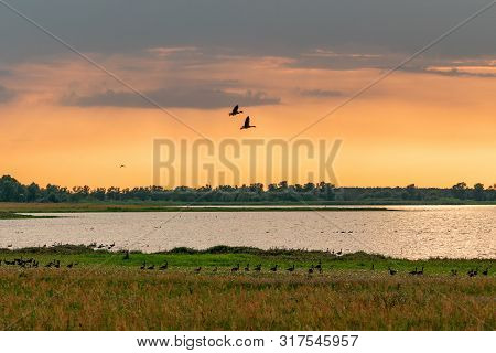 Population Of Wild Geese At Scenic Guelper See (havelaue) In Brandenburg, Germany At Sunset
