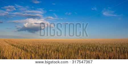 The Field After Harvesting In Sunny Day. Panorama Picture With Mowed Wheat Field  Under  Sunny Day. 