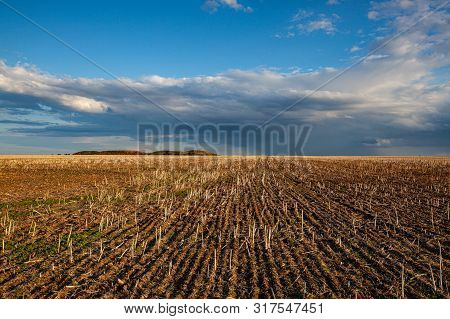 Empty Field After Harvesting In Sunny Day. Mowed Wheat Field  Uat Sunset, Czech Republic