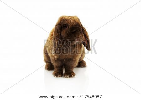 Cute Rabbit Sitting Isolated On White Background.