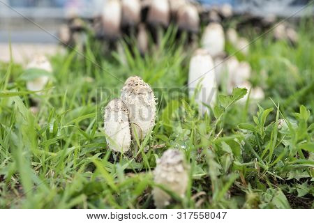 Urban Landscape After Rain. On The Lawn, Among The Pavers, Grew Mushrooms Coprinus.