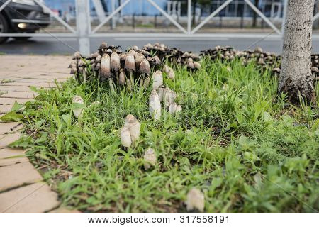 Urban Landscape After Rain. On The Lawn, Among The Pavers, Grew Mushrooms Coprinus.