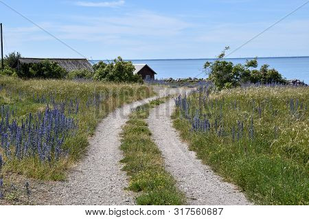 Road To The Baltic Sea With Blossom Blueweed Flowers At The Island Oland