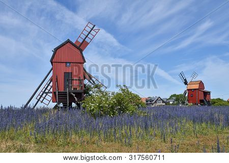 Traditional Red Windmills And Blossom Blueweed Flowers At The Island Oland In Sweden