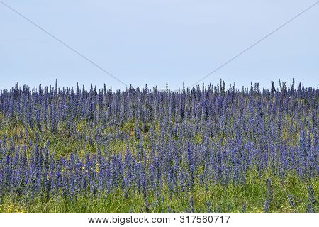 Field With Blossom Blueweed Flowers By Blue Sky