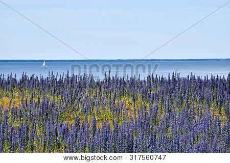 Sailing In Blue Water With Blossom Blueweed By The Coast Of The Island Oland In The Baltic Sea