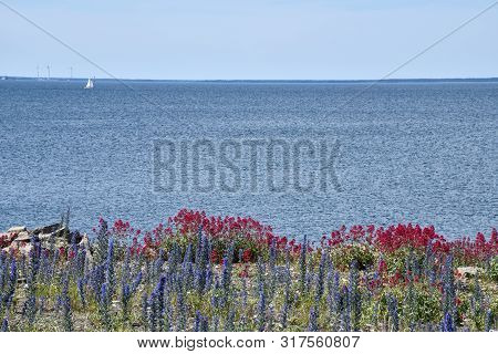 Ble And Red Blossom Flowers By Seaside At The Island Oland In The Baltic Sea