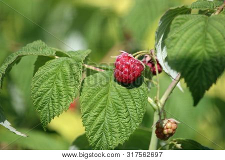 Raspberry, Rubus Idaeus, Ripe Red Fruit And A Ripening Green One With Leaves And A Blurred Backgroun