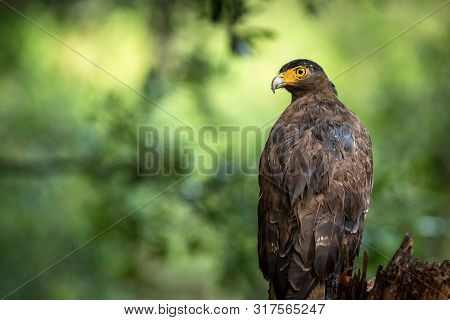 Portrait Of Crested Serpent Eagle Perched In Tree In Wilpattu National Park In Sri Lanka, Close Up P