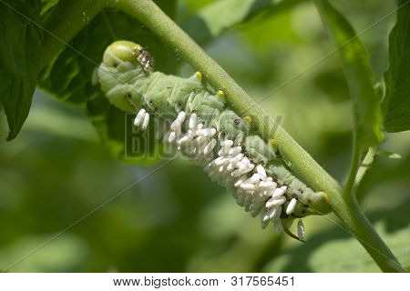 A Tomato Hornworm Caterpillar Covered With Braconid Wasp Cocoons.