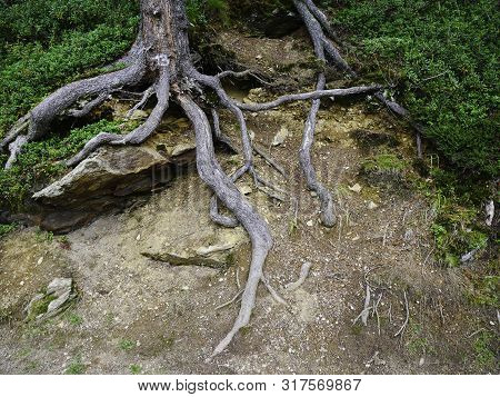 Large Roots In An Old Trre, Nature