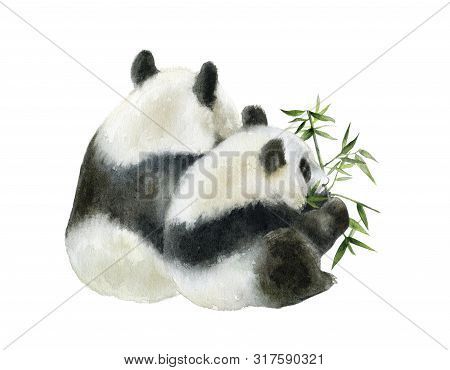 Panda Bear Watercolor Hand Draw Illustration Isolated On White Background.