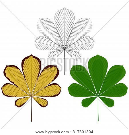 Set Of Three Chestnut Leaves - Green, Yellow Autumn, Silhouette Frame - Isolated On A White Backgrou